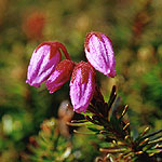 Lappljung Lappljung - Phyllodoce caerulea (L.)