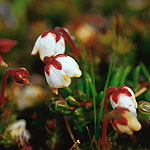 Mossljung - Cassiope hypnoides (L.)