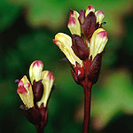 Kung Karls spira - Pedicularis sceptrum-carolinum L.