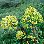 Fjällkvanne - Angelica archangelica L.