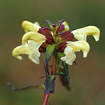 Lappspira - Pedicularis lapponica L.