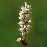 Ormrot Ormrot - Bistorta vivipara (L.)