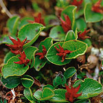 Dvärgvide - Salix herbacea L.