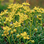 Gullbräcka - Saxifraga aizoides L.