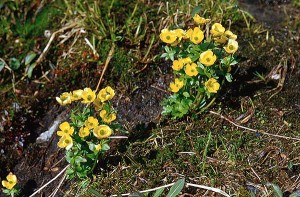 Fjällsmörblomma - Ranunculus nivalis L.