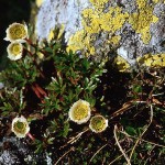 Isranunkel - Ranunculus glacialis L.