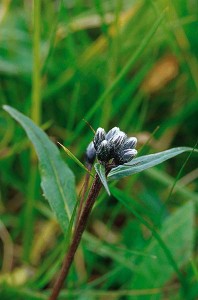 Fjällskära - Saussurea alpina (L.) DC.