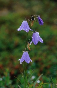 Liten blåklocka - Campanula rotundifolia L.