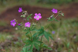 Midsommarblomster - Geranium sylvaticum