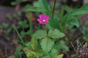 Åkerbär - Rubus arcticus