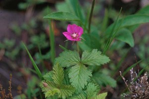 Åkerbär - Rubus arcticus