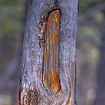 Barrskog