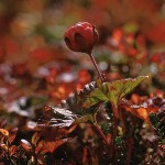 Hjortron - Rubus chamaemorus