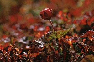 Hjortron - Rubus chamaemorus