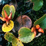 Dvärgvide - Salix herbacea L