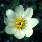 Fjällsippa - Dryas octopetala L.