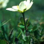 Fjällsippa - Dryas octopetala L.