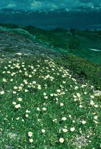 Fjällsippa - Dryas octopetala L.