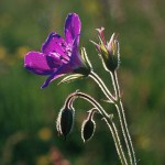 Midsommarblomster - Geranium sylvaticum L.