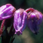 Lappljung - Phyllodoce caerulea (L.)
