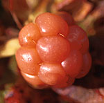 Hjortron Hjortron - Rubus chamaemorus L.
