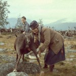 Renmjolkning. Vaggevarre, Sirges sameby. Fotograf Sven Sundius, Ájtte.