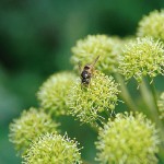 Fjällkvanne - Angelica archangelica L.