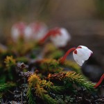 Mossljung - Cassiope hypnoides (L.)