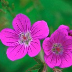 Midsommarblomster - Geranium sylvaticum L.