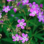 Midsommarblomster - Geranium sylvaticum L.