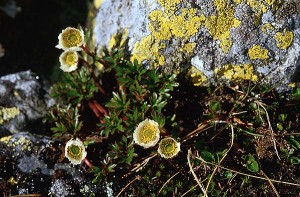 Isranunkel - Ranunculus glacialis L.