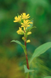 Gullris - Solidago virgaurea L.