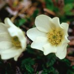 Fjällsippa - Dryas octopetala L.