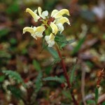 Lappspira - Pedicularis lapponica L.