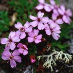 Fjällglim - Silene acaulis (L.) Jacq.