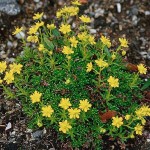 Gullbräcka - Saxifraga aizoides L.