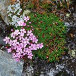 Fjällglim - Silene acaulis (L.) Jacq.