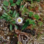 Fjällbinka - Erigeron uniflorus L.