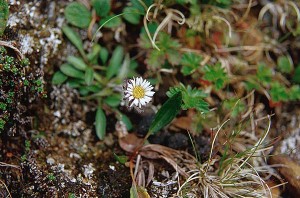 Fjällbinka - Erigeron uniflorus L.