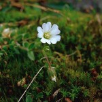 Fjällarv - Cerastium alpinum L.