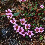 Purpurbräcka - Saxifraga oppositifolia L.