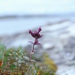 Svarthö - Bartsia alpina L.