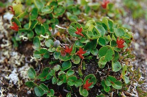 Dvärgvide - Salix herbacea L.