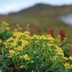 Gullbräcka - Saxifraga aizoides L.