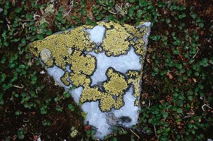Kartlav - Rhizocárpon geográphicum