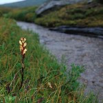 Kung Karls spira - Pedicularis sceptrum-carolinum L.