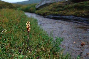Kung Karls spira - Pedicularis sceptrum-carolinum L.