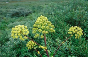 Fjällkvanne - Angelica archangelica L.