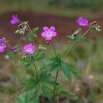 Midsommarblomster - Geranium sylvaticum