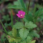 Åkerbär - Rubus arcticus